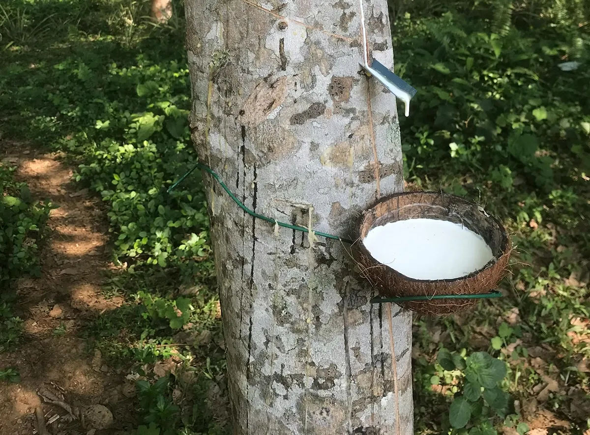 天然橡胶及乳胶